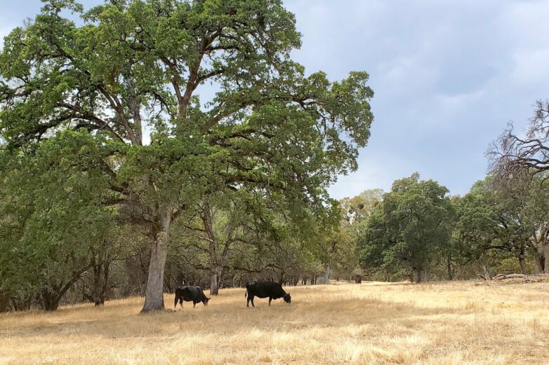 Sweet molasses feed proves key to understanding grazing behavior ...