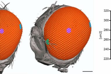 Tiny changes in gene expression can lead to big differences in eye ...