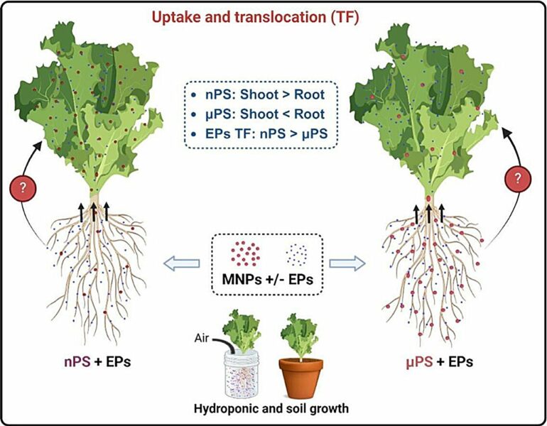 Tiny plastic particles can amplify pollutant absorption in plants ...