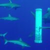 Under-sea mountains are key 'hubs' for sharks - News