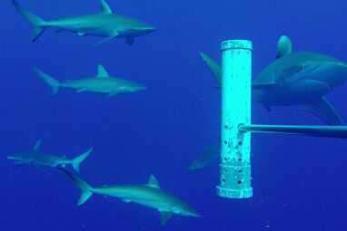 Under-sea mountains are key 'hubs' for sharks - News