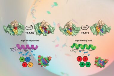 Water molecules help proteins read the human genome, research reveals