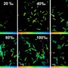 Water salinity affects diatom structure and metabolism, study shows
