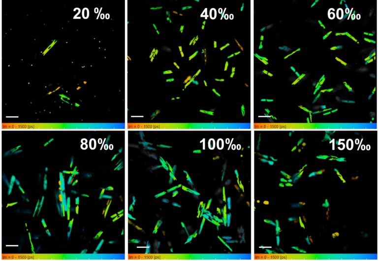 Water salinity affects diatom structure and metabolism, study shows