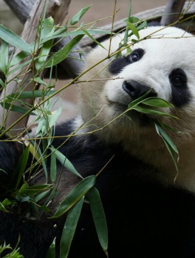 Why don't pandas eat more meat? Molecules found in bamboo may be ...