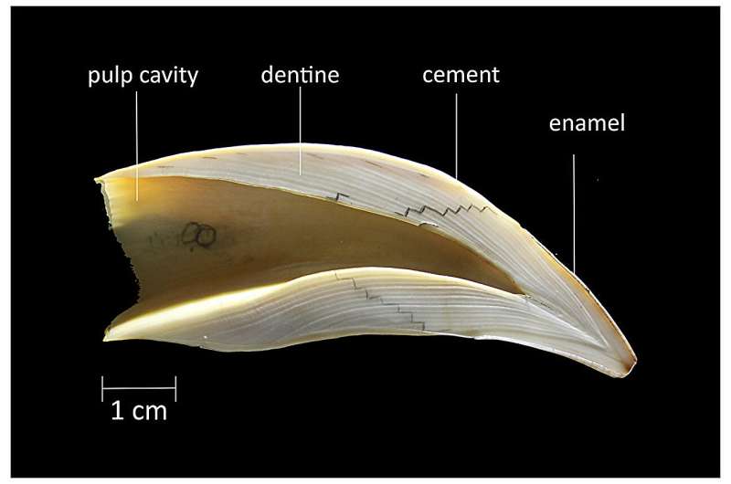 Tooth size in South American sea lions reflects historical shifts in population abundance