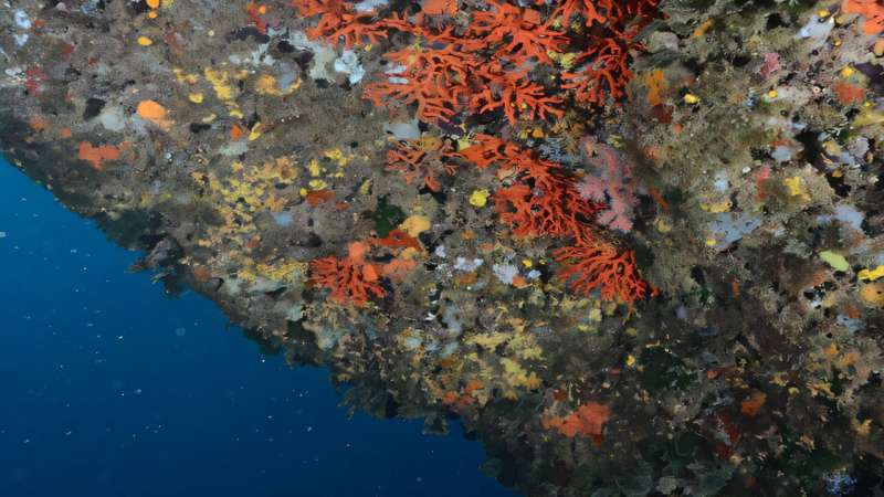 Red coral colonies survive a decade after being transplanted in the Medes Islands