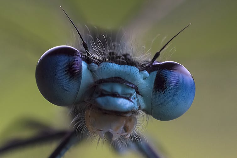This close-up of a dragonfly reveals its blue head, bulging compound eyes and black antennae.
