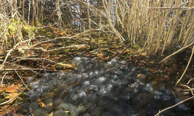 Tadpoles try to flee dangerous virus in their pond by growing much faster than normal