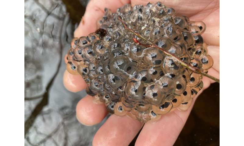 Tadpoles try to flee dangerous virus in their pond by growing much faster than normal