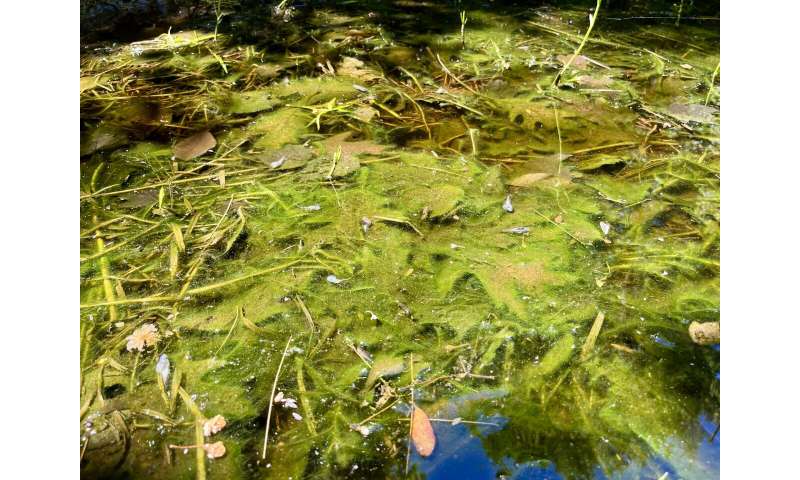 Tadpoles try to flee dangerous virus in their pond by growing much faster than normal