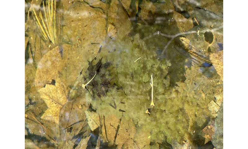 Tadpoles try to flee dangerous virus in their pond by growing much faster than normal