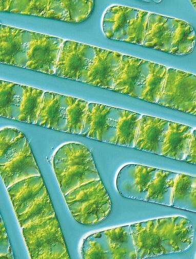600 million years of shared environmental stress response found in ...