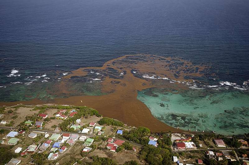 Co-authored USF study identifies 'surprising' cause of sargassum blooms in Caribbean