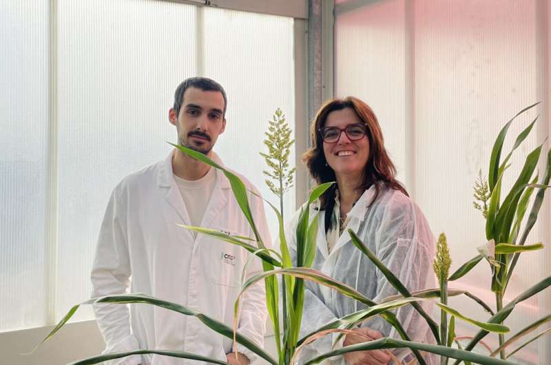 Advancing sorghum science: drought-resilient crop for Spain's agricultural future