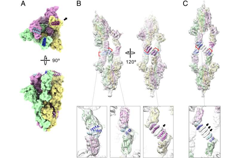 CeSPIACE: A broad-spectrum peptide inhibitor against variable SARS-CoV-2 spikes