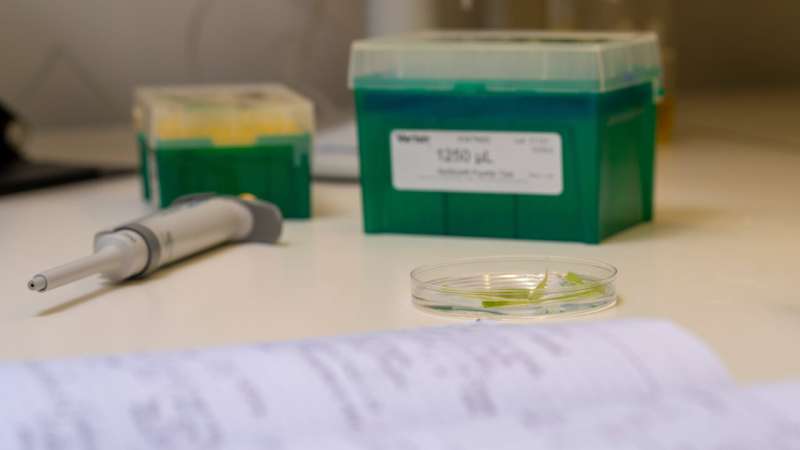 Discovery of a common 'weapon' used by disease-causing fungi could help engineer more resilient food crops