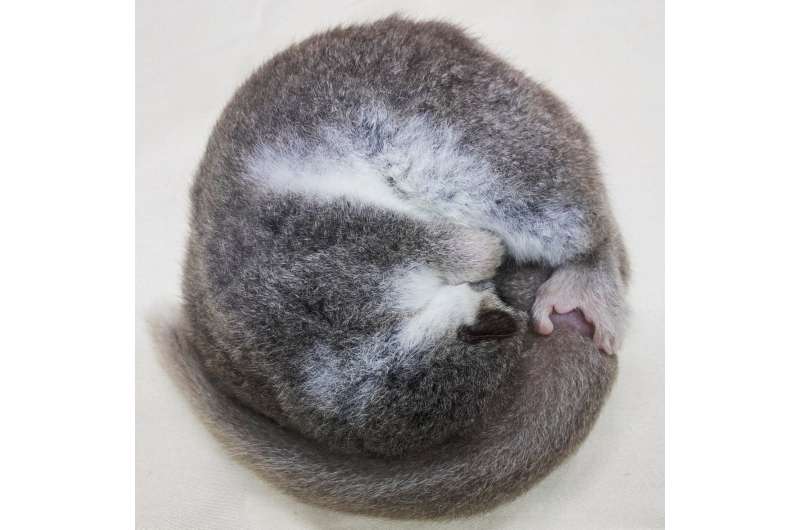 Hibernating lemurs can turn back the clock on cellular aging