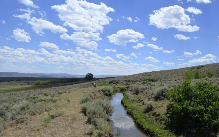 A horse or donkey next to river bank with puffy clouds in the sky.