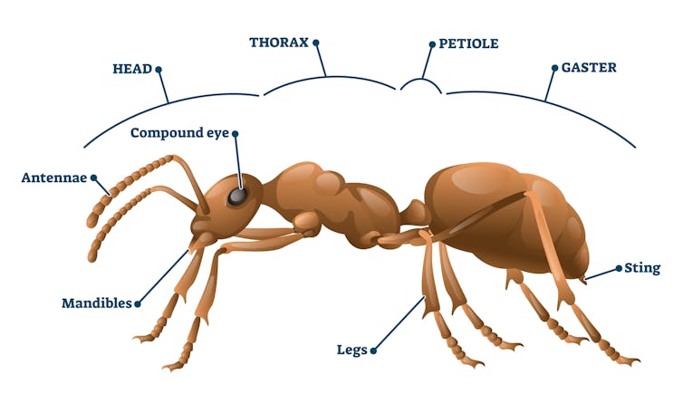 A diagram of an ant, pointing out various body parts, including the antennae, thorax and legs.