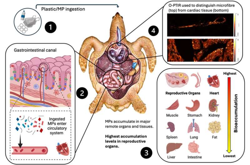 Microplastics found in the reproductive system of sea turtles