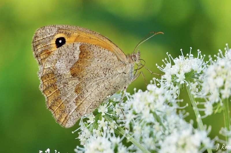 Pollinator diversity in urgent need of protection to ensure ecosystems function properly
