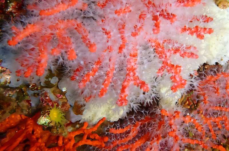 Red coral colonies survive a decade after being transplanted in the Medes Islands
