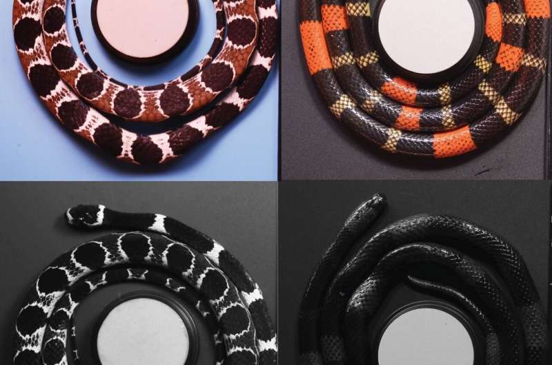 U-M study uncovers secret color language of snakes