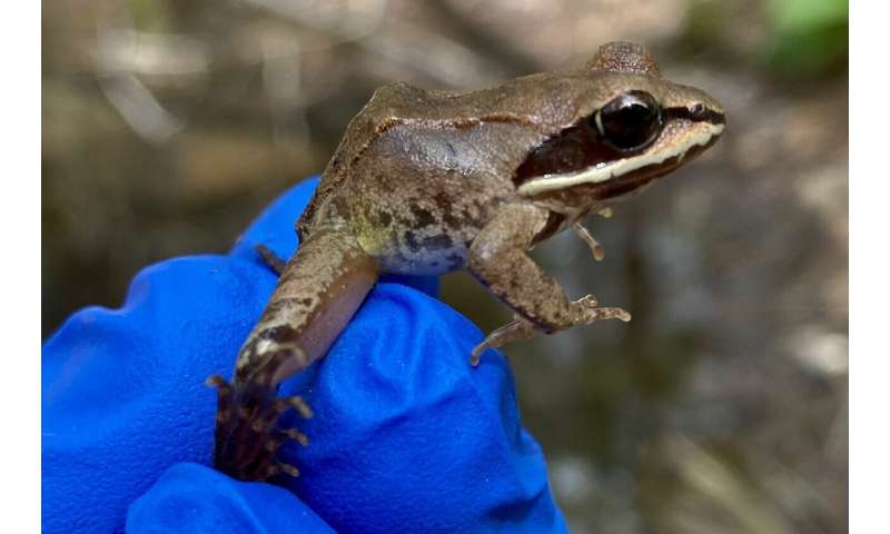 Tadpoles try to flee dangerous virus in their pond by growing much faster than normal