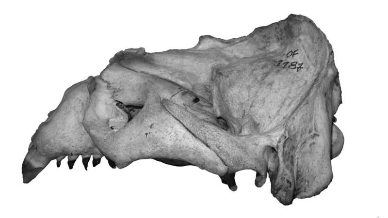 New study finds that tooth size in Otaria byronia reflects historical shifts in population abundance