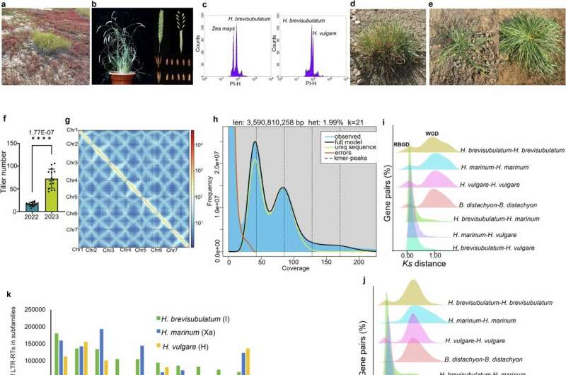 Wild barley genomics research paves the way for climate-resilient crops