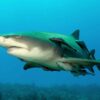 A longer, sleeker super predator: Study paints more accurate ...