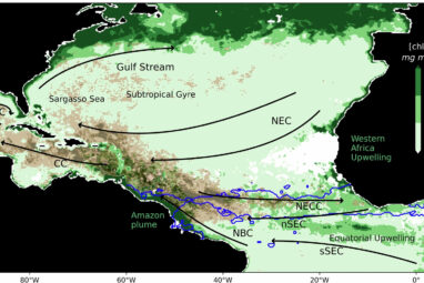 A 'surprising' cause of sargassum blooms in Caribbean: Study ...