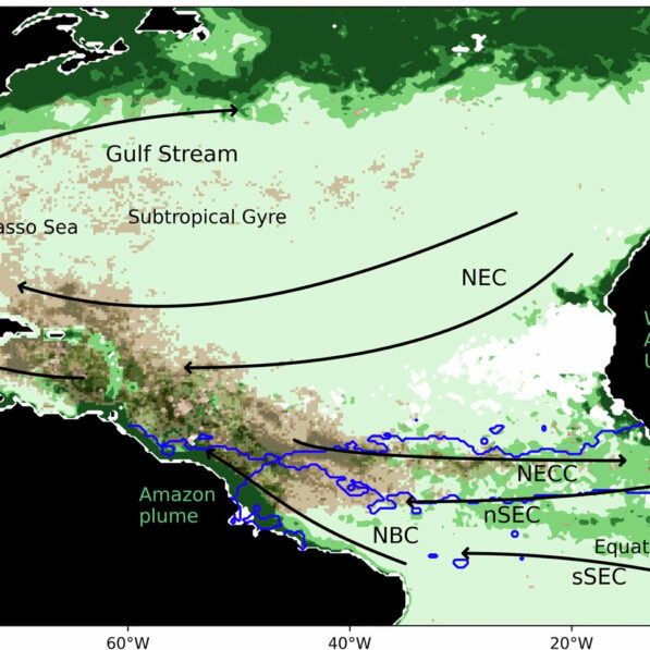 A 'surprising' cause of sargassum blooms in Caribbean: Study ...