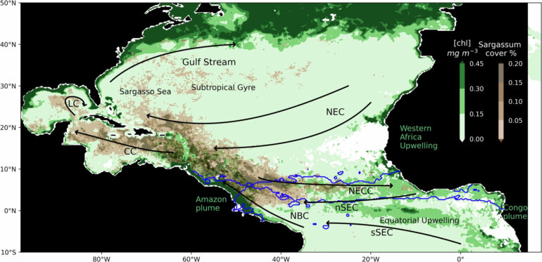 A 'surprising' cause of sargassum blooms in Caribbean: Study ...