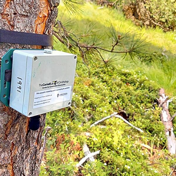 Acoustic monitoring network for birds enhances forest management
