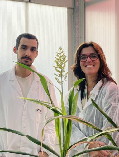 Advancing sorghum science: A drought-resilient crop for ...