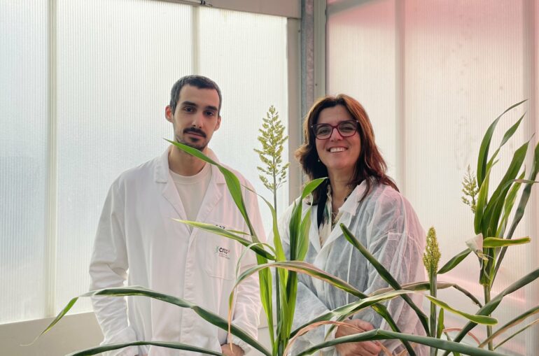 Advancing sorghum science: A drought-resilient crop for ...