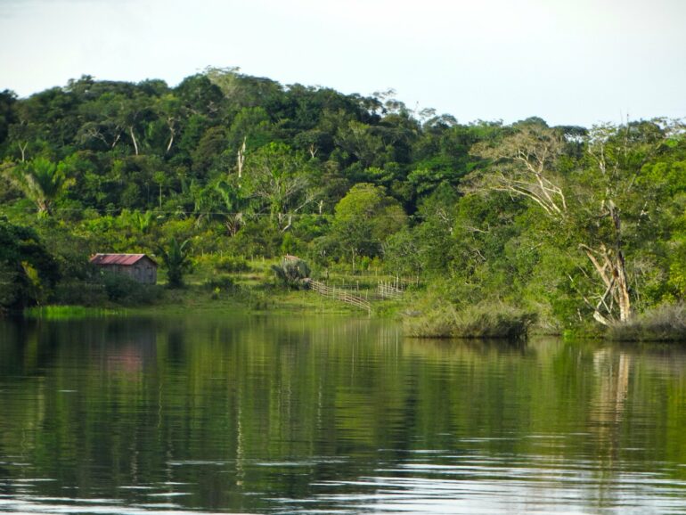 Amazon tree loss may worsen both floods and droughts: study