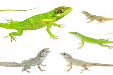 Amid a tropical paradise known as 'Lizard Island,' researchers are ...