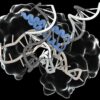 An ancient RNA-guided system could simplify delivery of gene ...