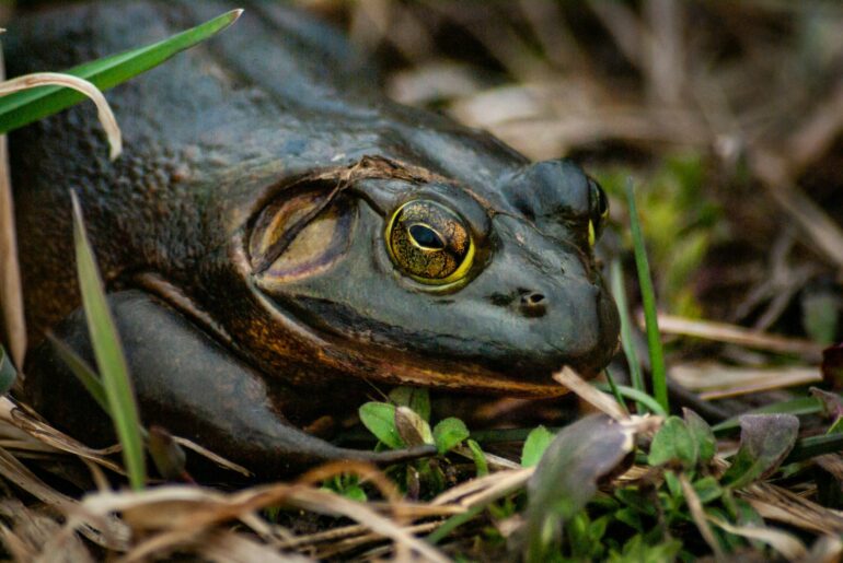 Ancient amphibians bounced back from Earth's greatest mass ...