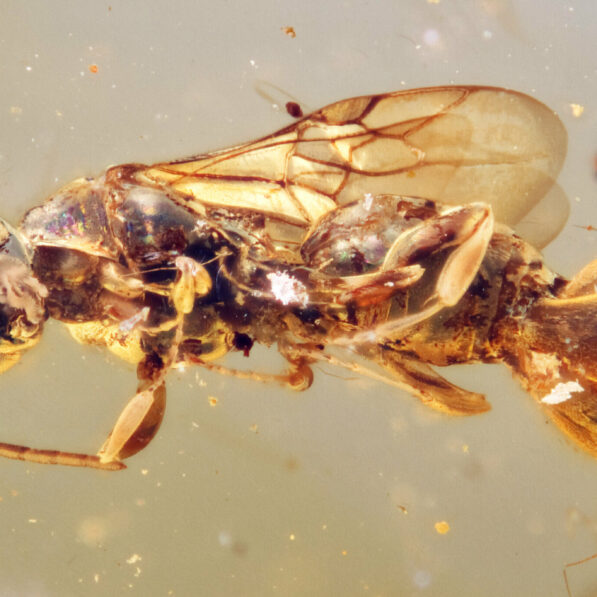 Ancient parasitic 'Venus flytrap' wasp preserved in amber reveals ...
