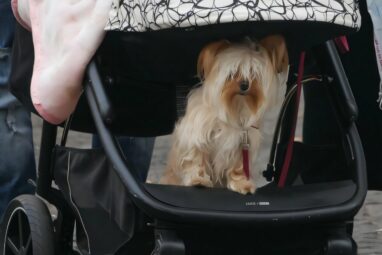 Are dogs the new children? Birth rates and dog ownership analyzed ...