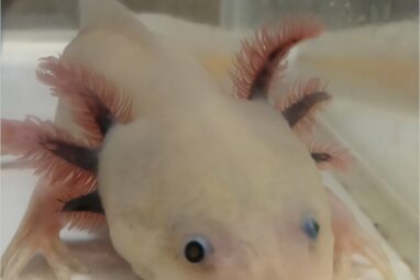 Axolotls help reveal keratinocytes, not fibroblasts, make collagen ...