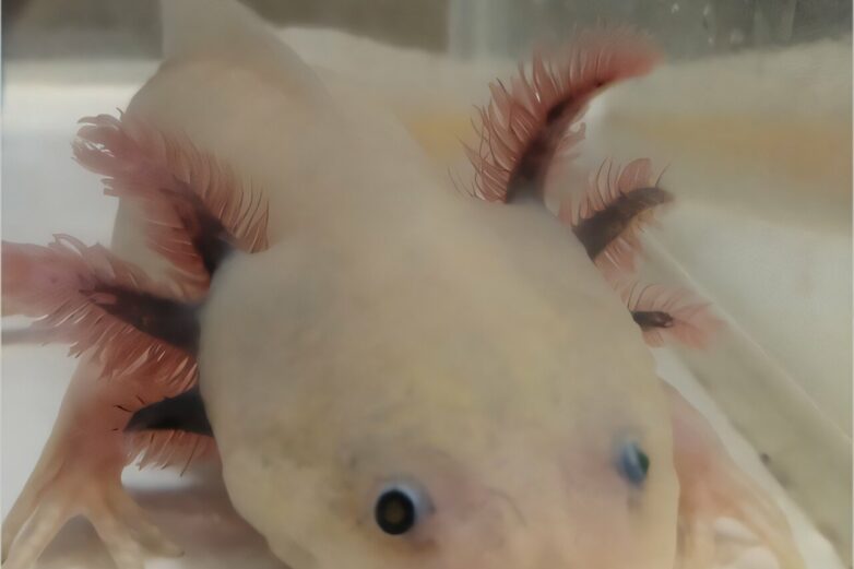 Axolotls help reveal keratinocytes, not fibroblasts, make collagen ...