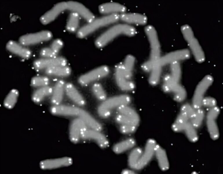 Bacterial 'jumping genes' can target and control chromosome ends