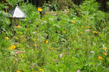 Butterflies declined by 22% in just 2 decades across the US ...