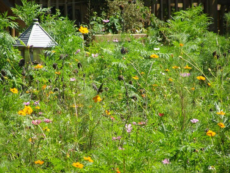 Butterflies declined by 22% in just 2 decades across the US ...