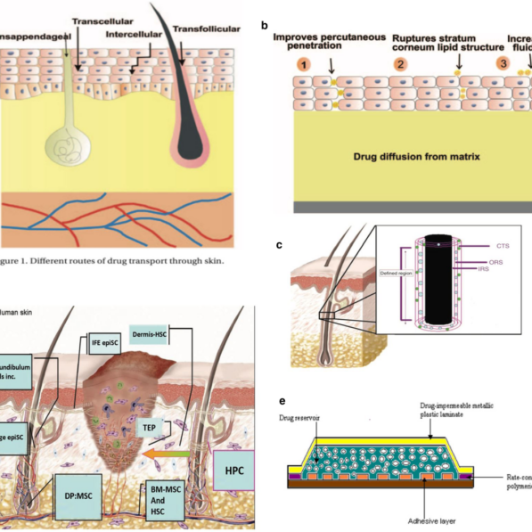 Effects of electrical stimulation on skin surface | Acta Mechanica ...